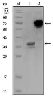 Western blot analysis using HPS1antibody against truncated HPS1 recombinant protein (Lane 1) and HPS1-hIgGFc transfected CHO-K1 cell lysate (Lane 2).