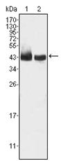 Western blot analysis using KLF15 antibody Cat.-No AM06313SU-N against HepG2 (1) and SMMC-7721 (2) cell lysate.