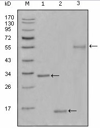 Western blot analysis using Ki67 mouse mAb against truncated Trx-Ki67 recombinant protein (1), truncated Ki67 (aa3118-3256)-His recombinant protein (2) and truncated Ki67 (aa3118-3256)-hIgGFc transfected CHO-K1 cell lysate (3).