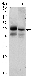 Western blot analysis using EPCAM mouse mAb against HTC116 (1) and T47D (2) cell lysate.