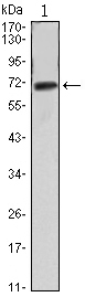 Western blot analysis using FAK mAb against FAK (AA: 354-533)-hIgGFc transfected HEK293 cell lysate.