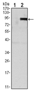 Western blot analysis using TNFRSF11B antibody Cat.-No AM06539SU-N against HEK293 (1) and TNFRSF11B (AA: 22-401)-hIgGFc transfected HEK293 (2) cell lysate.