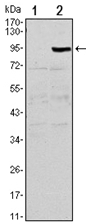 Western blot analysis using TNFRSF11B antibody Cat.-No AM06550SU-N against HEK293 (1) and TNFRSF11B (AA: 22-401)-hIgGFc transfected HEK293 (2) cell lysate.