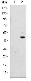 Western blot analysis using BPTF mAb against HEK293 (1) and BPTF (AA: 503-670)-hIgGFc transfected HEK293 (2) cell lysate.
