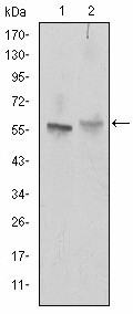 Western blot analysis using ABCG2 mouse mAb against NIH/3T3 (1) and Cos7 (2) cell lysate.