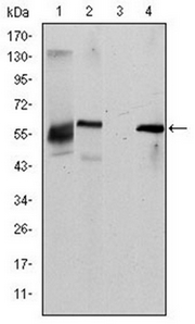 Western blot analysis using ABCG2 mouse mAb against HepG2 (1), Cos7 (2), Jurkat (3) and NIH/3T3 (4) cell lysate.