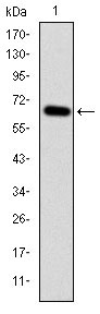 Western blot analysis using MAP3K2 mAb against human MAP3K2 (AA: 148-359) recombinant protein. (Expected MW is 49.2 kDa)
