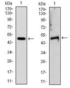Western blot (WB) analysis of DNA-PKCS antibody (Cat.-No.: AP06088PU-N) at 1/500 dilutionLane 1: Hela whole cell lysateLane 2: NIH-3T3 whole cell lysateLane 3: H9C2 whole cell lysat