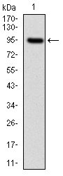 Western blot (WB) analysis of E2F4/E2F5 antibody (Cat.-No.: AP06094PU-N) at 1/500 dilution&lt;span style=text-decoration: underline;&gt;Lane 1&lt;/span&gt;: Hela cell lysate&lt;span style=text-decoration: underline;&gt;Lane 2&lt;/span&gt;: HEK293T ce