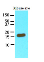 Antibody (AP08821PU-N at 0.03ug/ml) staining of Mouse Liver lysate (35ug protein in RIPA buffer). Primary incubation was 1 hour. Detected by Chemiluminescence.