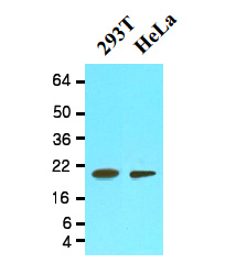 Antibody staining (0.5ug/ml) of Molt-4 lysate (RIPA buffer, 35ug total protein per lane). Primary incubated for 1 hour. Detected by western blot using chemiluminescence.