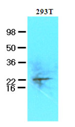 Coomassie-stained SDS-PAGE of GST-SAE1 recombinant protein (Panel A) and western blotting (Panel B) of HeLa WC lysate (lane 1) and purified recombinant GST-SAE1 (lane 2) are presented to show specificity of purified anti-SUMO Activating Enzyme (SAE1) antibody. The recombinant protein (with tag) ~60 kDa band present in 35ug lysate (green, 800 nm channel) is indicated by the arrowhead. Lane 2 contains 50 ng of purified recombinant GST-SAE1 and lane 3 contains 300 ng of purified GST. Proteins were separated on a 4-20% Tris-Glycine gel by SDS-PAGE and transferred onto nitrocellulose. After blocking the membrane was probed with the primary antibody diluted to 1:2,000. Incubation was overnight at 4°C followed by washes and reaction with a 1:10,000 dilution of IRDye (TM)800 conjugated Gt-a-Rabbit IgG [H&L] MXHu for 45 min at room temperature. Molecular weight markers are shown for both the coomassie-stained gel and the western blot (lane M, red, 700 nm channel). IRDye (TM)800 fluorescence image was captured using the Odyssey (R) Infrared Imaging System developed by LI-COR. IRDye is a trademark of LI-COR, Inc. Other detection systems will yield similar results.
