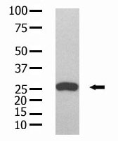 Figure 1. Western blot using GST Mab (Cat. #AM11012PU-N) to detect GST recombinant protein purified from bacterial lysate.