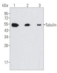 Western blot analysis of HeLa cell lysate, using beta-Tubulin (10B1) Mouse mAb with 1/2000, 1/5000 (lane 2) and 1/10000 dilutions.