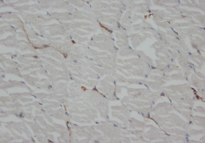Immunohistochemistry on paraffin Rat skeletal muscle sections
