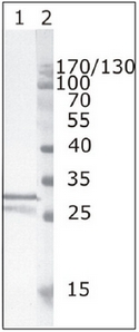 Western Blot testing of HIV-1recombinant Nef protein using HIV-1 Nefantibody, clone 3D12 (01-002). Line 1:Recombinant HIV-1 Nef (B subtype). Line 2:Protein size marker.
