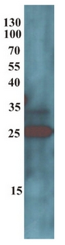 Western Blot testing of anti His6 Monoclonalantobody. Production of recombinant, C-terminal Hexahistidine tag-containing IL-10 (23.2 kDa) was testedfrom CHO-based cell line supernatant.