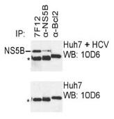 IP was carried out with NS5B specific mAb 7F12 using the lysates of Huh7 cells harboring selectable subgenomic HCV RNA replicon (upper panel) or plain Huh7 cells (lower panel). NS5B polyclonal antibodies (alpha-NS5B) and alpha-Bcl2 mAb, directed against ce