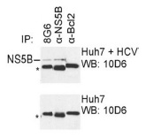 IP was carried out with NS5B specific mAb 8G6 using the lysates of Huh7 cells harboring selectable subgenomic HCV RNA replicon (upper panel) or plain Huh7 cells (lower panel). NS5B polyclonal antibodies (alpha-NS5B) and alpha-Bcl2 mAb, directed against cel