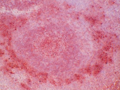 Immunohistochemistry: Human tonsil (frozen section) stained withAM26734PU-N.