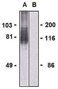 Western blotting analysis of LARGE1 in HEK293-LARGE1 transfectants (A) and HEK293 cells (B) using mouse monoclonal antibody (clone LARGE-02).