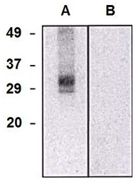 Western blot analysis of CLIC5a in HEK293-CLIC5a transfectants (A) and HEK293 cells (B) using mouse monoclonal antibody (clone CLIC5-02).