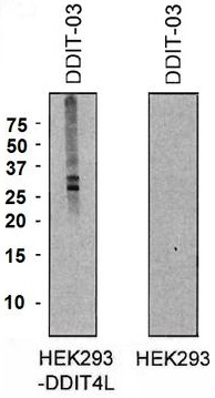 Western blotting analysis of DDIT4L expression in HEK293-DDIT4L transfectants and HEK293 cells using mouse monoclonal antibody DDIT-03.