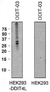 Western blot analysis of DDIT4L expression in HEK293-DDIT4L transfectants and HEK293 cells using mouse monoclonal antibody DDIT-03.