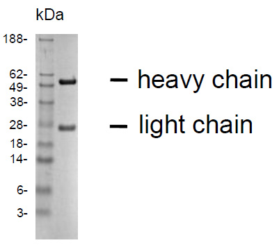 SDS-PAGE analysis of purified SU-9D5 monoclonal antibody: Lane 1: molecular weight marker, Lane 2: 2 ug of purified SU-9D5 antibody. Proteins were separated by SDSPAGE and stained with RAPID StainTM Reagent.