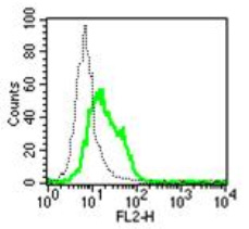 Flow cytometric analysis with the B-N44 monoclonal antibody on IL-2 activated NK cell line.