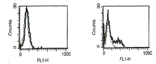 Western blot analysis of E-cadherin (pArg868) antibody Cat.-No AP20195PU-N.