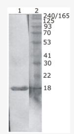 Western Blot testing of natural latex extract using anti-HevB3 antibody (AM33429PU-N, clone 1)Line 1:10 l of 10x diluted natural latex extract were loaded per line.Line 2:Protein size marker