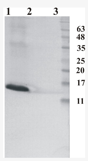 Western Blot analysis of RNase 7 antibody 4C4. Human RNase 7 was expressed by CHOEBNALT85 cell line. 10 microl of cell culture supernatant was loaded per line. Line 1:. Prestained Protein Ladder, Naxo 8003; Line 2: non-reduced conditions; Line 3: Reduced conditions.