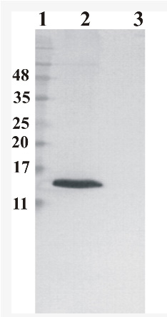 Western Blot analysis of RNase 7 antibody 4F9. Human RNase 7 was expressed by CHOEBNALT85 cell line. 10 microl of cell culture supernatant was loaded per line. Line 1: Prestained Protein Ladder, Naxo 8003; Line 2: non-reduced conditions; Line 3: Reduced conditions.