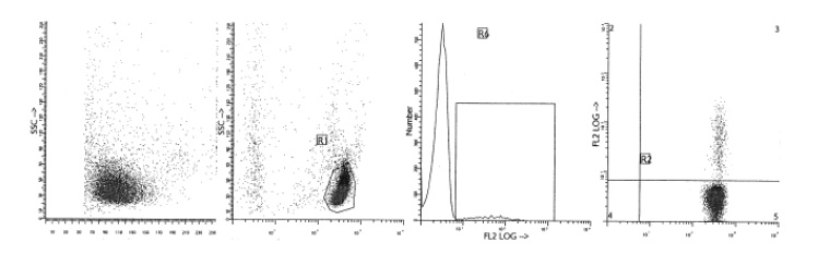 Western blot analysis of Caspase 9 antibody (Cat.-No.: AP20355PU-N) in extracts from HeLa cells.