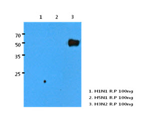 Human H3N2/HA recombinant protein (100ng) were resolved by SDS-PAGE, transferred to PVDF membrane and probed with anti-human H3N2/HA antibody (1:1000). Proteins were visualized using a goat anti-mouse secondary antibody conjugated to HRP and an ECL detecti