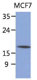 The lysate of MCF7 (40ug) were resolved by SDS-PAGE, transferred to PVDF membrane and probed with anti-human SSR4 antibody (1:1000). Proteins were visualized using a goat anti-mouse secondary antibody conjugated to HRP and an ECL detection system.