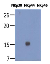 The Human recombinant proteins, NKp30, NKp44, and NKp46 (each 20ng per well) were resolved by SDS-PAGE, transferred to PVDF membrane and probed with anti-human NKp44 antibody (1:1000). Proteins were visualized using a goat anti-mouse secondary antibody conjugated to HRP and an ECL detection system.