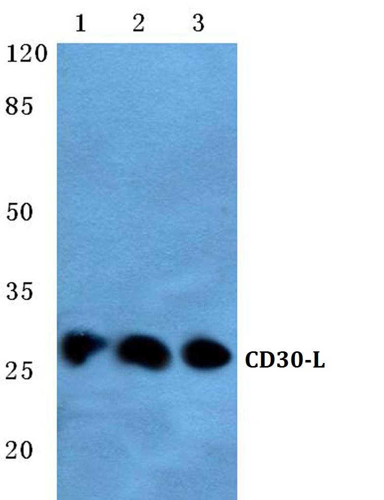 Western blot (WB) analysis of CD30-L antibody at 1/500 dilution Lane 1: MCF-7 whole cell lysate Lane 2: Mouse liver tissue lysate Lane 3: Rat liver tissue lysate