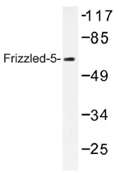 Western blot (WB) analysis of Frizzled-5 antibody (Cat.-No.: AP01316PU-N) in extracts from LOVO cells.