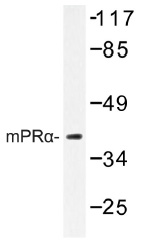 Western blot (WB) analysis of mPRa antibody (Cat.-No.: AP01321PU-N) in extracts from 293/COLO cells.