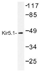 Western blot (WB) analysis of Kir5.1 antibody in extracts from HeLa cells.