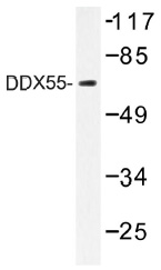 Western blot (WB) analysis of DDX55 antibody (Cat.-No.: AP01384PU-N) in extracts from HeLa cells. Western blot (WB) analysis of DDX55 antibody (Cat.-No.: AP01384PU-N) in extracts from HeLa cells.