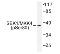 Western blot (WB) analysis of SEK1/MKK4 pSer80 antibody (Cat.-No.: AP01678PU-N) in extracts from NIH/3T3 cells.