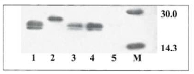 Antibody staining (0.05ug/ml) of Human PBMC lysate (RIPA buffer, 35ug total protein per lane). Primary incubated for 1 hour. Detected by western blot using chemiluminescence.