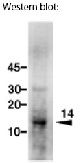 Extracts from sodium selenite-treated primmorphs were separated by size and transferred to membranes. The blots were incubated with antibody AP02296SU.