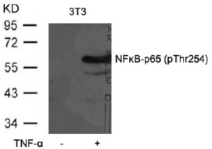 Western blot analysis of SCAMP4 in 3T3 cell lysate with SCAMP4 antibody at (A) 1 and (B) 2ug/ml.