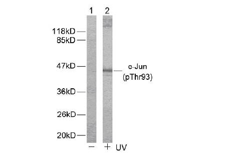 Western blot analysis of SIPA1L1 in rat brain tissue lysate with SIPA1L1 antibody at (A) 0.5 and (B) 1ug/ml.