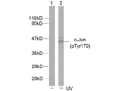 Western blot analysis of SIPA1L3 in SK-N-SH lysate with SIPA1L3 antibody at 1ug/ml.