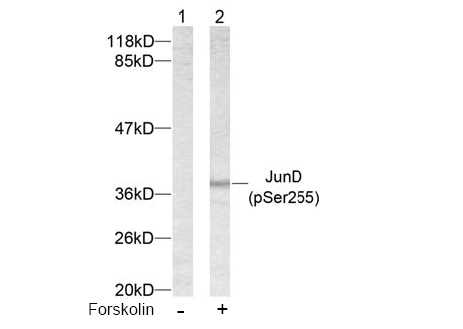 Cells expressing vector only - immunostained with AP24003PU-N XPR1-antibody
